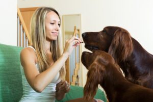Unforgettable Benefits Of Using CBD Oils For Dogs